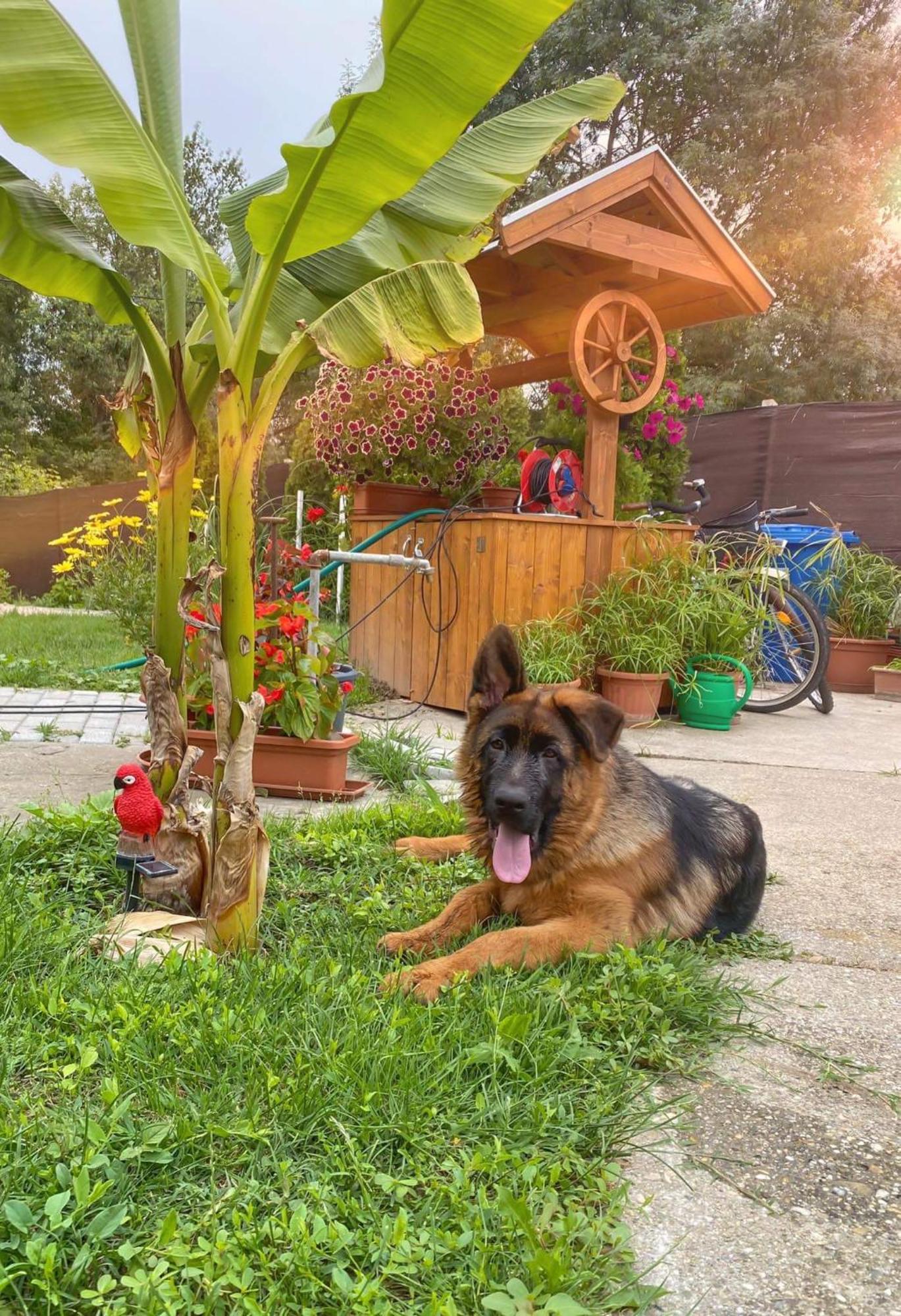Willa Arany Vendeghaz Szarvas Zewnętrze zdjęcie