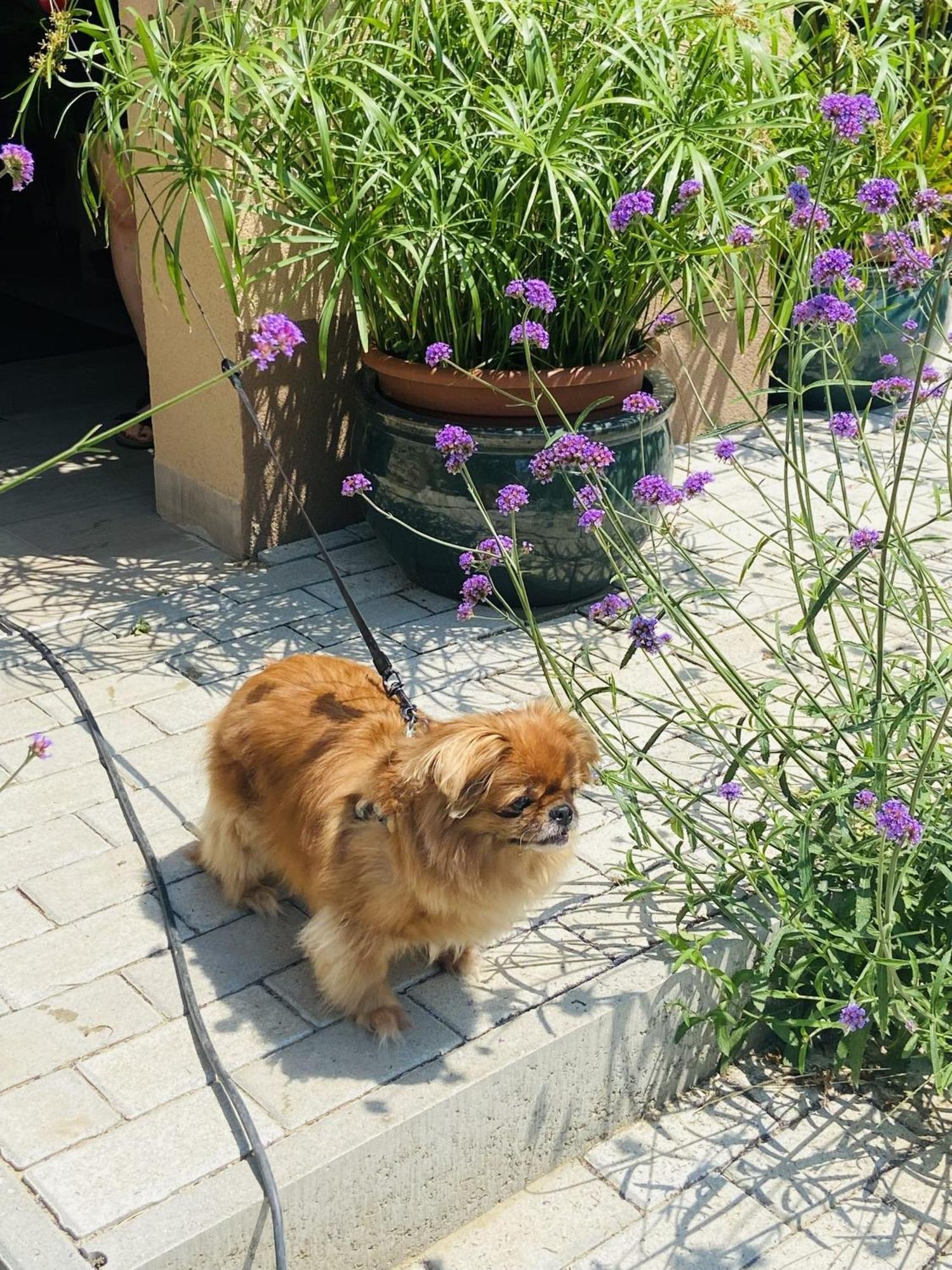 Willa Arany Vendeghaz Szarvas Zewnętrze zdjęcie